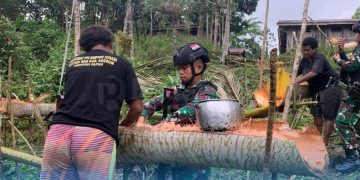 Pelihara Tradisi dan Budaya, Satgas Yonif 310/KK Olah Sagu Bersama Warga