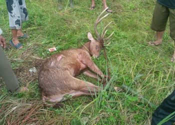 Viral Seekor Rusa Masuk Perkampungan Warga di Warungkiara