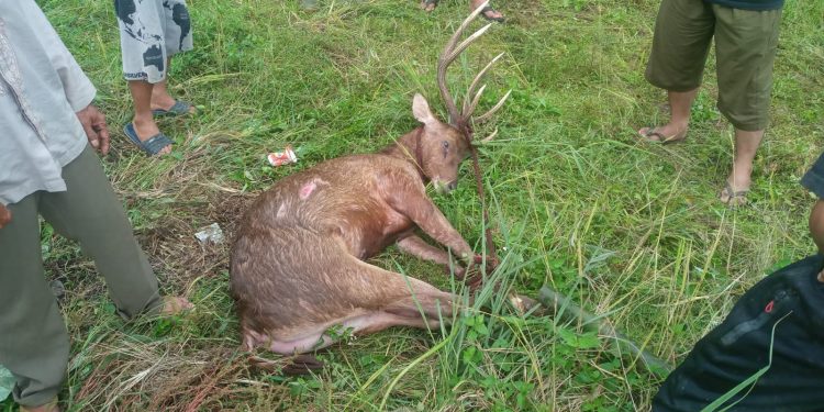 Viral Seekor Rusa Masuk Perkampungan Warga di Warungkiara