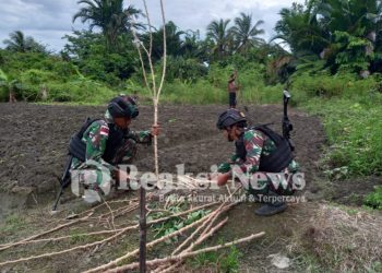 Satgas Yonif 310/KK Bantu Olah Lahan Dan Tanami Singkong Di Ladang Ikonius Kiapra