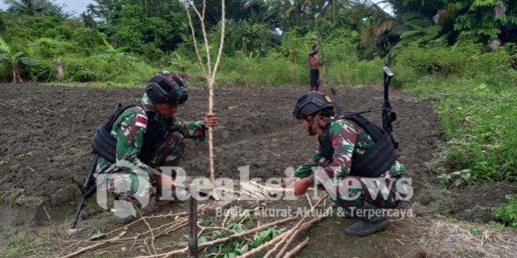 Satgas Yonif 310/KK Bantu Olah Lahan Dan Tanami Singkong Di Ladang Ikonius Kiapra
