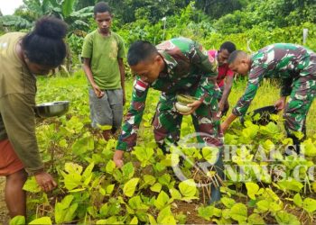 Hasil Kebun Pos Towe, Satgas Yonif 310/KK Ajak Warga Panen Kacang Hijau