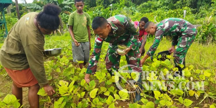 Hasil Kebun Pos Towe, Satgas Yonif 310/KK Ajak Warga Panen Kacang Hijau