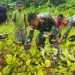 Hasil Kebun Pos Towe, Satgas Yonif 310/KK Ajak Warga Panen Kacang Hijau