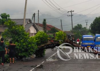 BPBD Kota Sukabumi Gerak Cepat Tangani Pohon Tumbang, di Ruas Jalan Merdeka Cikundul