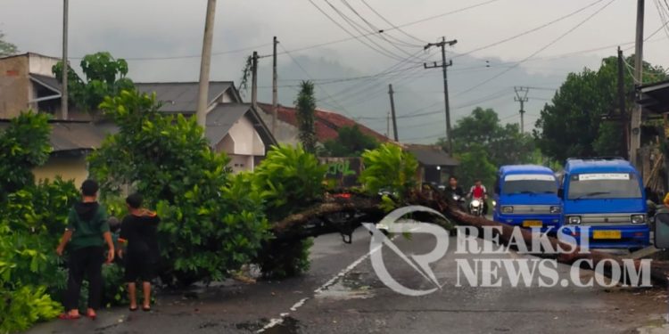 BPBD Kota Sukabumi Gerak Cepat Tangani Pohon Tumbang, di Ruas Jalan Merdeka Cikundul