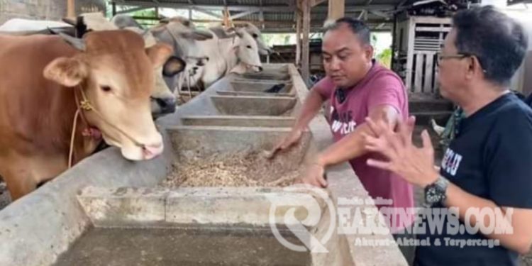 Azis Gagap Fokus Menjadi Peternak Sapi Potong, Ini Penjelasannya