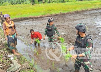 Dukung Ketersediaan Pangan di Perbatasan, Satgas Yonif 310/KK Bantu Petani Garap dan Tanami Lahan