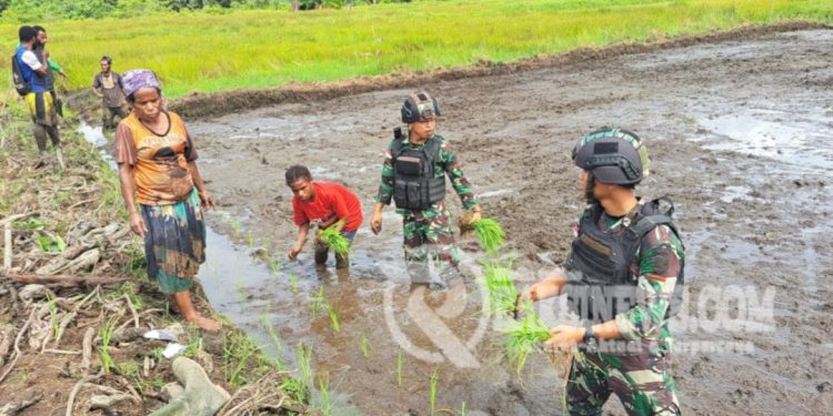 Dukung Ketersediaan Pangan di Perbatasan, Satgas Yonif 310/KK Bantu Petani Garap dan Tanami Lahan