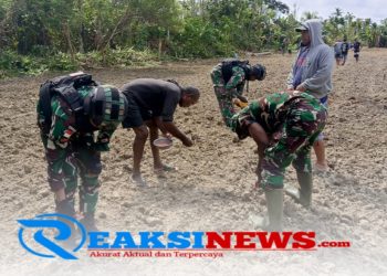 Semangat Swasembada Pangan, Satgas Yonif 310/KK Bersama Warga Perbatasan Tanam Bibit Jagung