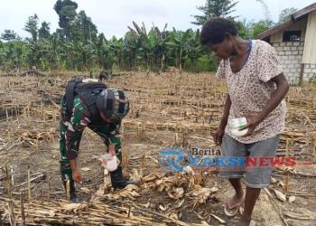 Ketahanan Pangan Digalakkan, Satgas Yonif 310/KK Bersama Warga Perbatasan Tanam Bibit Jagung