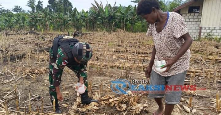 Ketahanan Pangan Digalakkan, Satgas Yonif 310/KK Bersama Warga Perbatasan Tanam Bibit Jagung