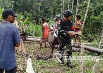 Satgas Yonif 310/KK Bantu Warga Merawat Kebun, Demi Tingkatkan Hasil Panen