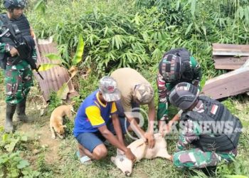 Satgas Yonif 310/KK Lakukan Pendampingan Terhadap Warga Perbatasan Dalam Berternak Babi