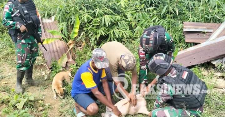 Satgas Yonif 310/KK Lakukan Pendampingan Terhadap Warga Perbatasan Dalam Berternak Babi