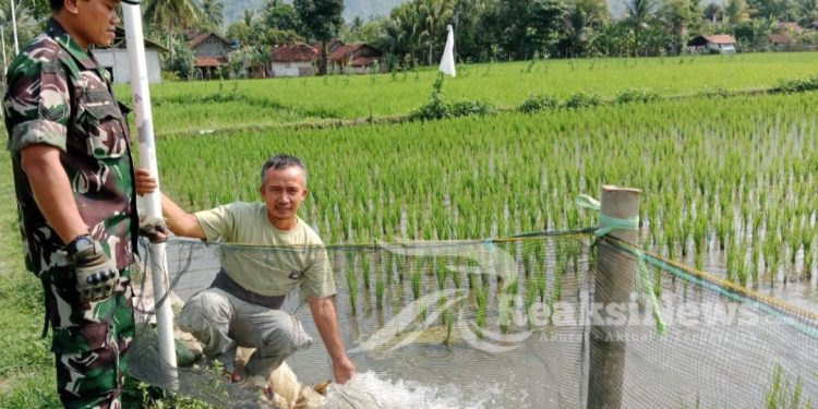 Sertu Didik Susanto Pastikan Ketahanan Pangan Diwilayahnya Dapat Berjalan Dengan Baik