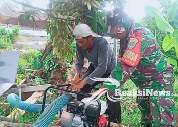 Sukseskan Ketahanan Pangan, Babinsa Koramil 2203/Warungkiara Dampingi Kelompok Tani
