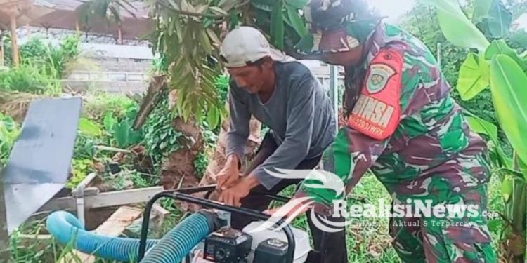Sukseskan Ketahanan Pangan, Babinsa Koramil 2203/Warungkiara Dampingi Kelompok Tani