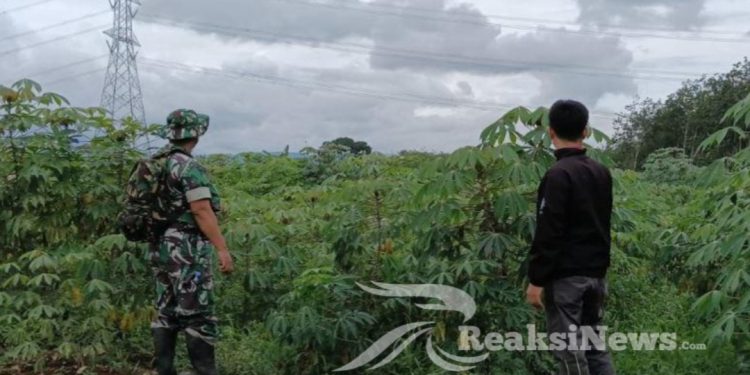 Sertu Suparno Babinsa Buanajaya Lakukan Pendampingan Hanpangan Pada Poktan Di Bantargadung