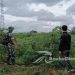 Sertu Suparno Babinsa Buanajaya Lakukan Pendampingan Hanpangan Pada Poktan Di Bantargadung