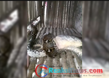 Ular Sanca Batik Mangsa Ayam Warga di Kota Sukabumi