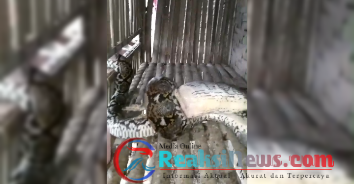 Ular Sanca Batik Mangsa Ayam Warga di Kota Sukabumi