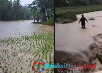 Puluhan Hektar Sawah dan Beberapa Rumah Warga di Desa Sukamaju Terendam Banjir