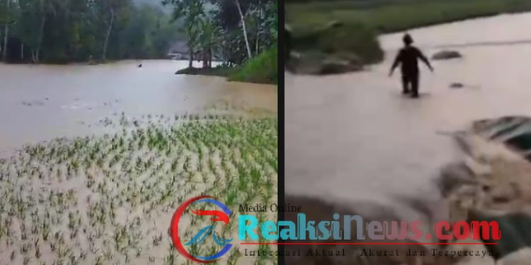 Puluhan Hektar Sawah dan Beberapa Rumah Warga di Desa Sukamaju Terendam Banjir