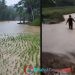 Puluhan Hektar Sawah dan Beberapa Rumah Warga di Desa Sukamaju Terendam Banjir