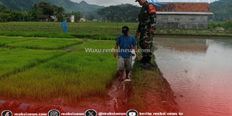 Sertu Didik Susanto Koramil 2203/Warungkiara Dampingi Poktan di Wilayahnya