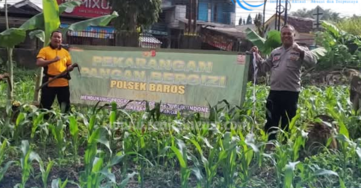 Dukungan Program Ketahanan Pangan Nasional, Polsek Baros Siapkan Lahan Jagung dan Palawija