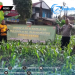 Dukungan Program Ketahanan Pangan Nasional, Polsek Baros Siapkan Lahan Jagung dan Palawija