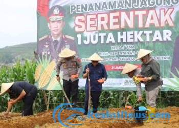 Penanaman Jagung Serentak 1 Juta Hektar Dukung Swasembada Pangan 2025