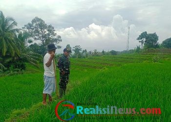 Sertu Nasruloh Babinsa Kertamukti Lakukan Pendampingan Hanpangan Kepada Poktan Di Kertamukti