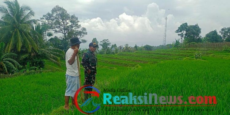 Sertu Nasruloh Babinsa Kertamukti Lakukan Pendampingan Hanpangan Kepada Poktan Di Kertamukti