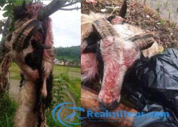 Raib di Gondol Maling Hewan Ternak Domba dan 3 Ekor Ayam Hilang, Cek Faktanya
