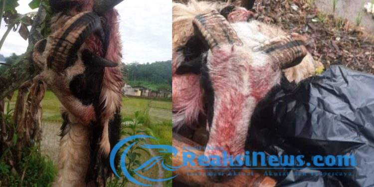 Raib di Gondol Maling Hewan Ternak Domba dan 3 Ekor Ayam Hilang, Cek Faktanya