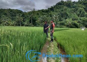 Sertu Didik Susanto Babinsa Bantargebang Koramil 2203/Warungkiara Lakukan Pendampingan Hanpangan Kepada Poktan