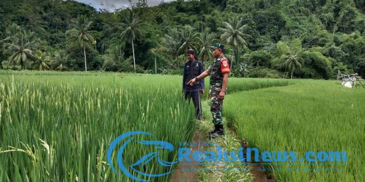 Sertu Didik Susanto Babinsa Bantargebang Koramil 2203/Warungkiara Lakukan Pendampingan Hanpangan Kepada Poktan