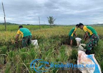 Perkuat Kebersamaan di Perbatasan, Satgas Pamtas Yonarmed 11 Kostrad Bersama Warga Panen Padi