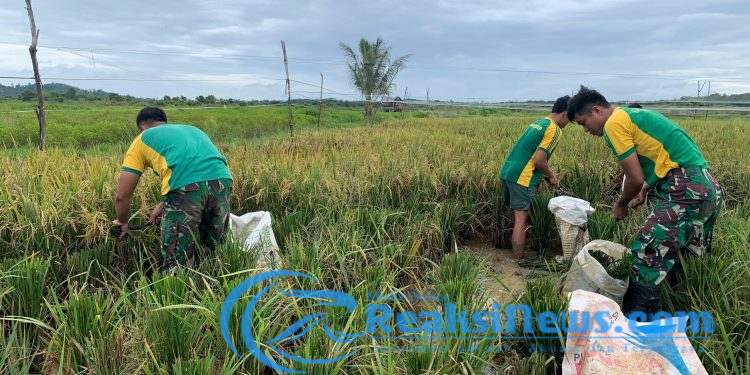 Perkuat Kebersamaan di Perbatasan, Satgas Pamtas Yonarmed 11 Kostrad Bersama Warga Panen Padi