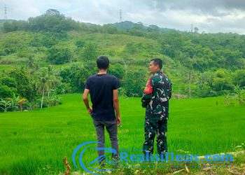 Sertu Dodi babinsa Koramil 2203/Warungkiara Dampingi Poktan Bantargebang Tinjau Hanpangan