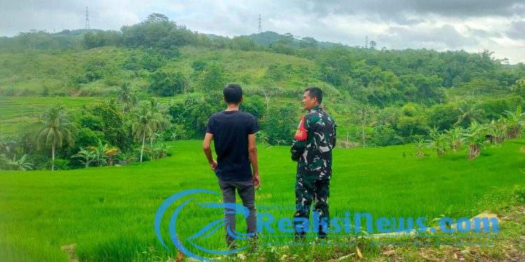 Sertu Dodi babinsa Koramil 2203/Warungkiara Dampingi Poktan Bantargebang Tinjau Hanpangan