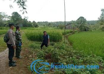 Babinsa Koramil 2203/Warungkiara Serka Enceng, Dampingi Poktan Pantau Perkembangan Lahan Sawah di Sukaharja