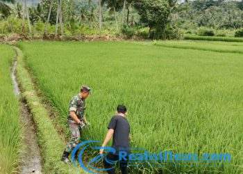 Pastikan Hanpangan Berjalan Dengan Baik, Sertu Didik Susanto Babinsa Koramil 2203/Warungkiara Tinjau Lahan Sawah