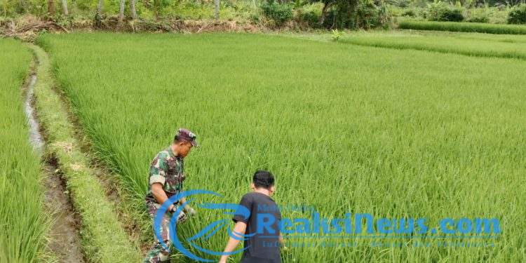 Pastikan Hanpangan Berjalan Dengan Baik, Sertu Didik Susanto Babinsa Koramil 2203/Warungkiara Tinjau Lahan Sawah