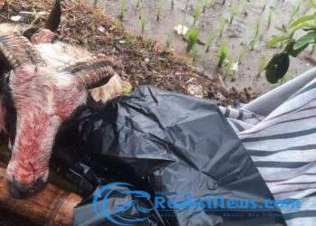 Warga Heboh Temukan Kepala Hewan Ternak Domba di Sukabumi, Diduga Kuat Korban Maling