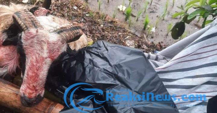Warga Heboh Temukan Kepala Hewan Ternak Domba di Sukabumi, Diduga Kuat Korban Maling