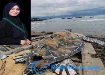 Kritik Terhadap Proyek Patung Penyu Rp15,6 Miliar: Antara Transparansi dan Prioritas Pembangunan