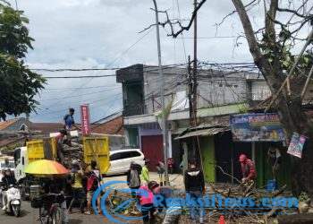 Tindak Lanjuti Usulan Warga, Camat Pelabuhanratu bersama Lintas Sektor Tebang Pohon Ketapang
